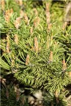 Pinus mugo 'Humpy' - Berg-Kiefer 'Humpy' Pinus mugo 'Humpy' - Berg-Kiefer 'Humpy'