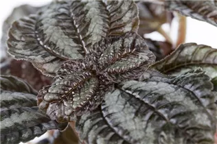 Pilea repens - Kanonierblume