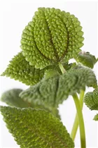 Pilea repens - Kanonierblume