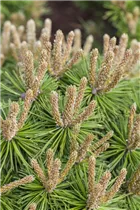 Pinus mugo 'Klostergrün' - Berg-Kiefer 'Klostergrün' Pinus mugo 'Klostergrün' - Berg-Kiefer 'Klostergrün'