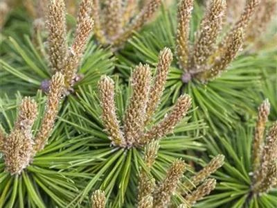Pinus mugo 'Klostergrün' - Berg-Kiefer 'Klostergrün' Pinus mugo 'Klostergrün' - Berg-Kiefer 'Klostergrün'