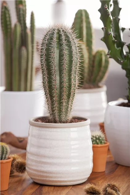 Haarsulenkaktus, Pilosocereus pachycladus