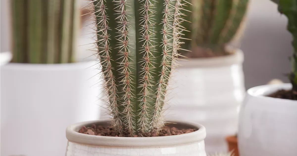 Haarsulenkaktus, Pilosocereus pachycladus