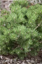 Pinus mugo 'Laurin' - Berg-Kiefer 'Laurin' Pinus mugo 'Laurin' - Berg-Kiefer 'Laurin'