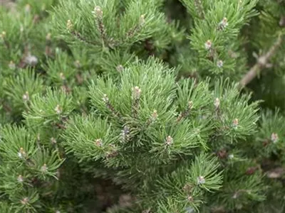 Pinus mugo 'Laurin' - Berg-Kiefer 'Laurin' Pinus mugo 'Laurin' - Berg-Kiefer 'Laurin'