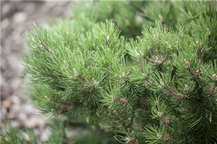 Pinus mugo 'Laurin' - Berg-Kiefer 'Laurin' Pinus mugo 'Laurin' - Berg-Kiefer 'Laurin'