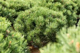 Pinus mugo 'Laurin' - Berg-Kiefer 'Laurin' Pinus mugo 'Laurin' - Berg-Kiefer 'Laurin'