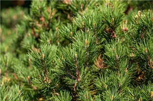 Pinus mugo 'Laurin' - Berg-Kiefer 'Laurin' Pinus mugo 'Laurin' - Berg-Kiefer 'Laurin'