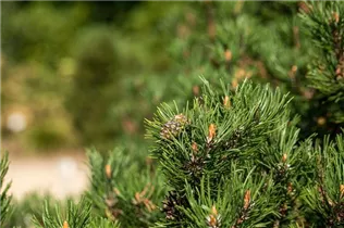 Pinus mugo 'Laurin' - Berg-Kiefer 'Laurin' Pinus mugo 'Laurin' - Berg-Kiefer 'Laurin'