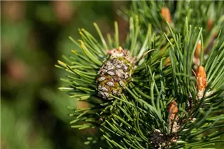 Pinus mugo 'Laurin' - Berg-Kiefer 'Laurin' Pinus mugo 'Laurin' - Berg-Kiefer 'Laurin'