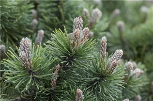 Pinus mugo 'March' - Berg-Kiefer 'March' Pinus mugo 'March' - Berg-Kiefer 'March'