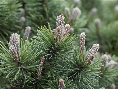 Pinus mugo 'March' - Berg-Kiefer 'March' Pinus mugo 'March' - Berg-Kiefer 'March'