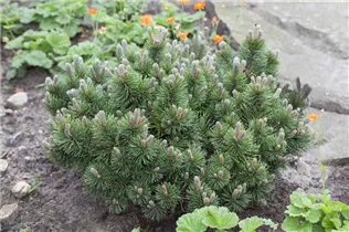 Pinus mugo 'March' - Berg-Kiefer 'March' Pinus mugo 'March' - Berg-Kiefer 'March'