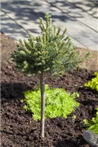 Pinus mugo 'Mini Mops' - Kugel-Kiefer 'Mini Mops' Pinus mugo 'Mini Mops' - Kugel-Kiefer 'Mini Mops'