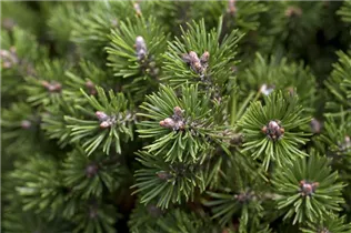 Pinus mugo 'Mini Mops' - Kugel-Kiefer 'Mini Mops' Pinus mugo 'Mini Mops' - Kugel-Kiefer 'Mini Mops'
