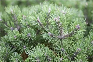 Pinus mugo 'Mini Mops' - Kugel-Kiefer 'Mini Mops' Pinus mugo 'Mini Mops' - Kugel-Kiefer 'Mini Mops'