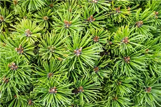 Pinus mugo 'Mini Mops' - Kugel-Kiefer 'Mini Mops' Pinus mugo 'Mini Mops' - Kugel-Kiefer 'Mini Mops'