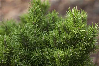  - Pinus banksiana 'Arktis'