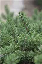  - Pinus banksiana