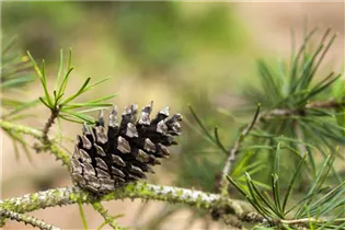  - Pinus banksiana