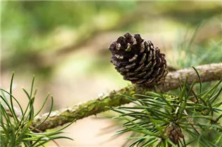  - Pinus banksiana