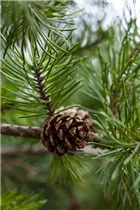  - Pinus banksiana