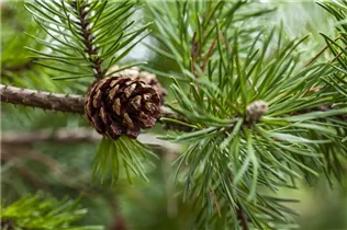  - Pinus banksiana 'Arktis'