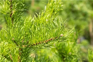  - Pinus banksiana 'Arktis'