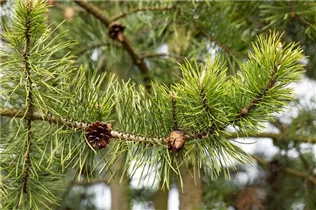  - Pinus banksiana 'Arktis'