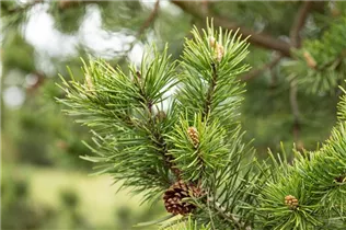  - Pinus banksiana 'Arktis'