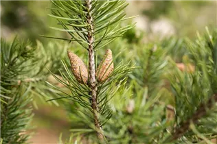  - Pinus banksiana 'Arktis'