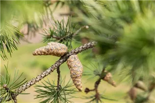  - Pinus banksiana 'Arktis'