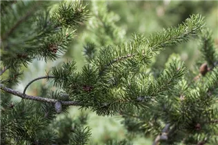  - Pinus banksiana 'Arktis'