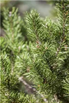  - Pinus banksiana 'Arktis'