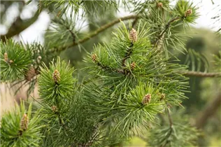  - Pinus banksiana 'Arktis'
