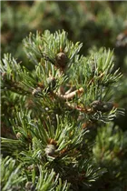  - Pinus parviflora 'Hagoromo'