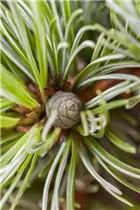  - Pinus parviflora 'Hagoromo'