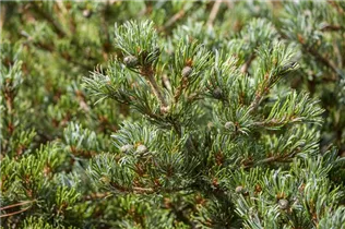  - Pinus parviflora 'Hagoromo'