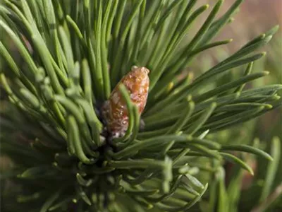 Pinus mugo 'Peterle' - Berg-Kiefer 'Peterle' Pinus mugo 'Peterle' - Berg-Kiefer 'Peterle'