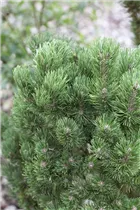 Pinus mugo 'Picobello' - Berg-Kiefer 'Picobello'