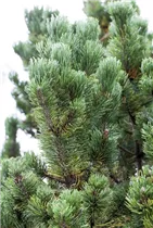 Pinus mugo 'Picobello' - Berg-Kiefer 'Picobello'