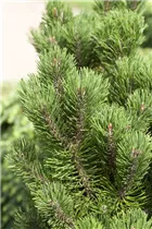 Pinus mugo 'Picobello' - Berg-Kiefer 'Picobello'