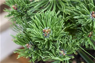 Pinus mugo 'Picobello' - Berg-Kiefer 'Picobello'