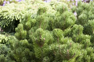 Pinus mugo 'Picobello' - Berg-Kiefer 'Picobello'