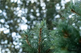  - Pinus parviflora 'Schoon´s Bonsai'