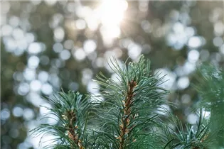  - Pinus parviflora 'Schoon´s Bonsai'