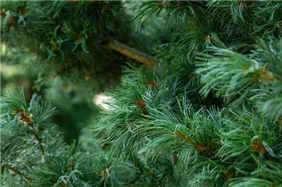  - Pinus parviflora 'Schoon´s Bonsai'