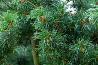  - Pinus parviflora 'Schoon´s Bonsai'