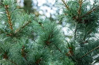  - Pinus parviflora 'Schoon´s Bonsai'