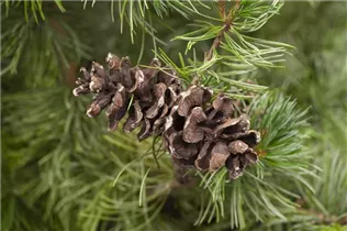 Pinus parviflora 'Tempelhof' - Mädchenkiefer